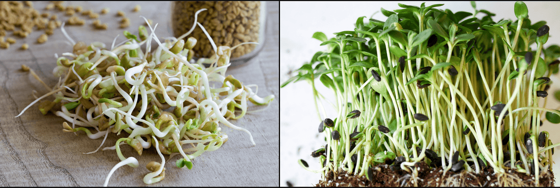 Microgreens Versus Sprouts: All Similarities & Differences - Modern Grower