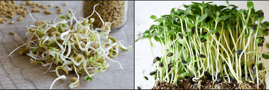 Microgreens Versus Sprouts: All Similarities & Differences - Modern Grower
