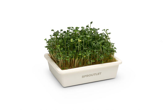 What are microgreens? - Modern Grower