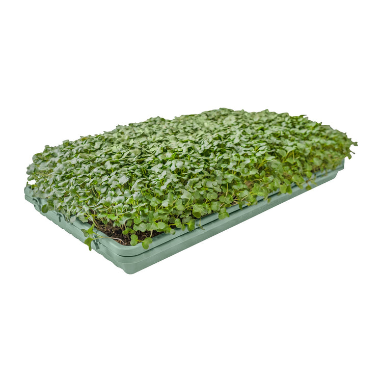 1020 Microgreen Trays: Professional Quality, Heavy Duty, Sustainably Made - Modern Grower