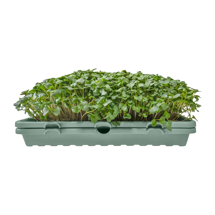 1020 Microgreen Trays: Professional Quality, Heavy Duty, Sustainably Made - Modern Grower