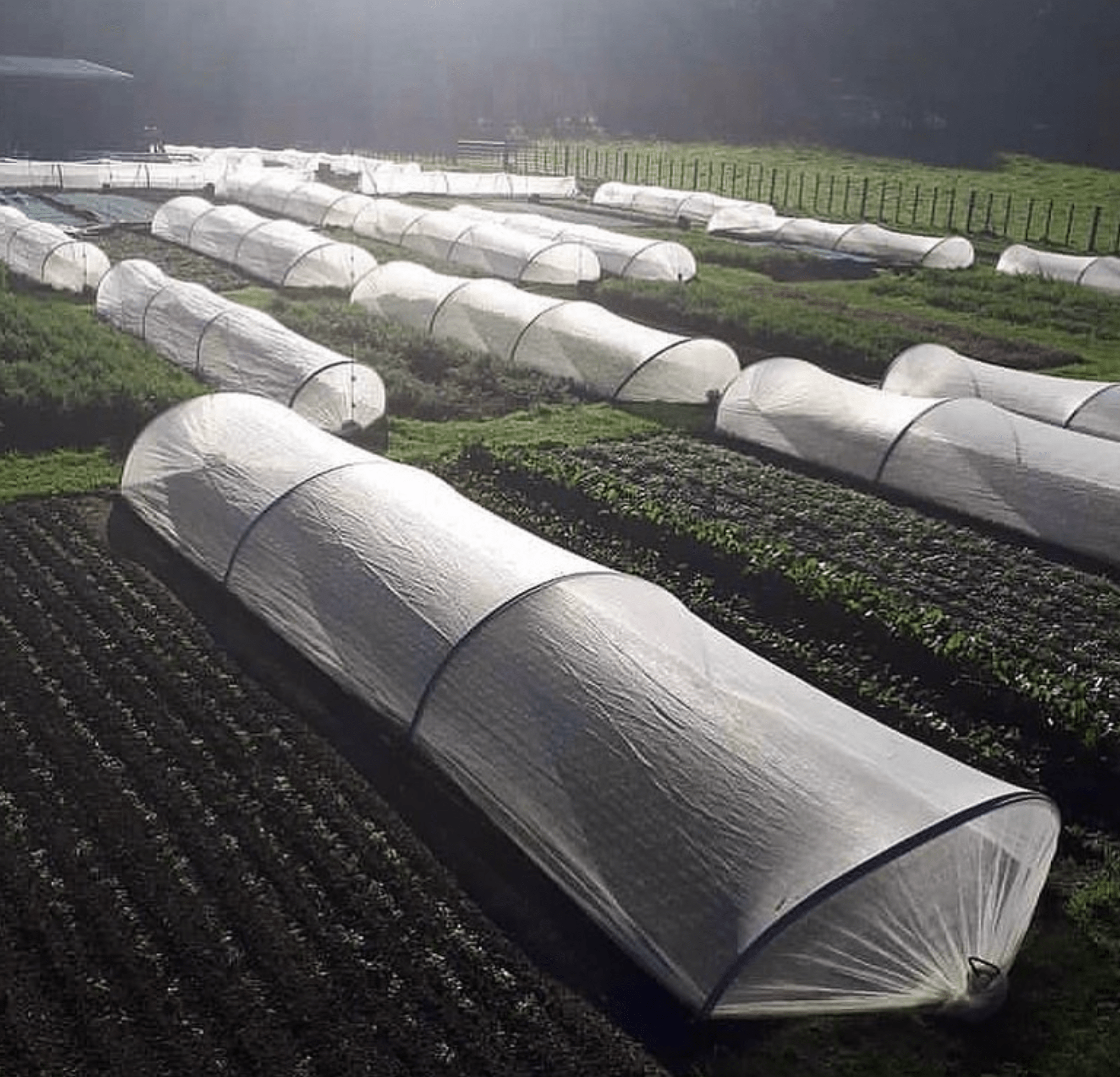 InsectaNet: Insect Protection Netting for Field Crops