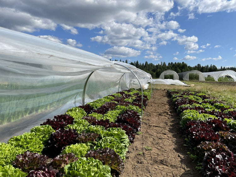 Clear Poly, Greenhouse Plastic for Low Tunnels - Modern Grower