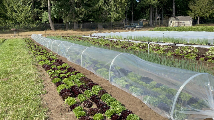 Clear Poly, Greenhouse Plastic for Low Tunnels - Modern Grower