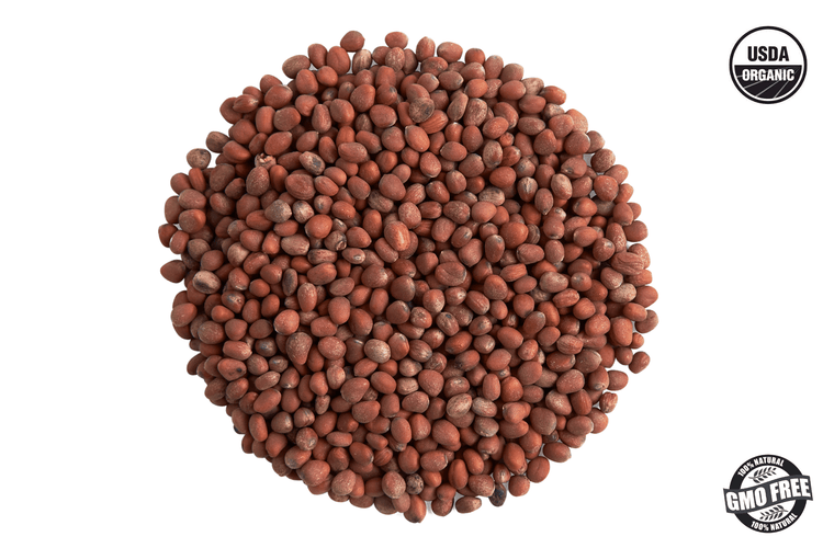 Daikon Radish Microgreen Seed - Modern Grower