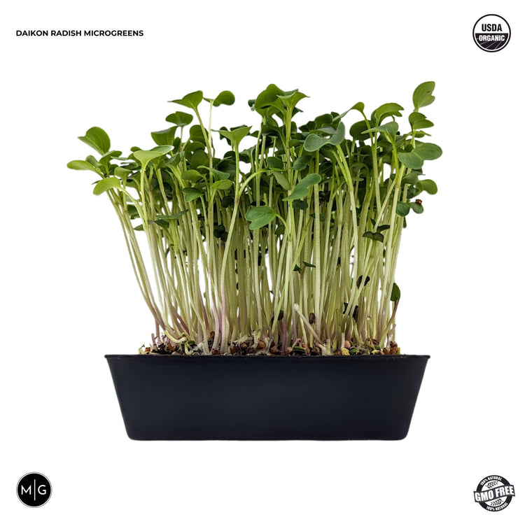 Daikon Radish Microgreen Seed - Modern Grower