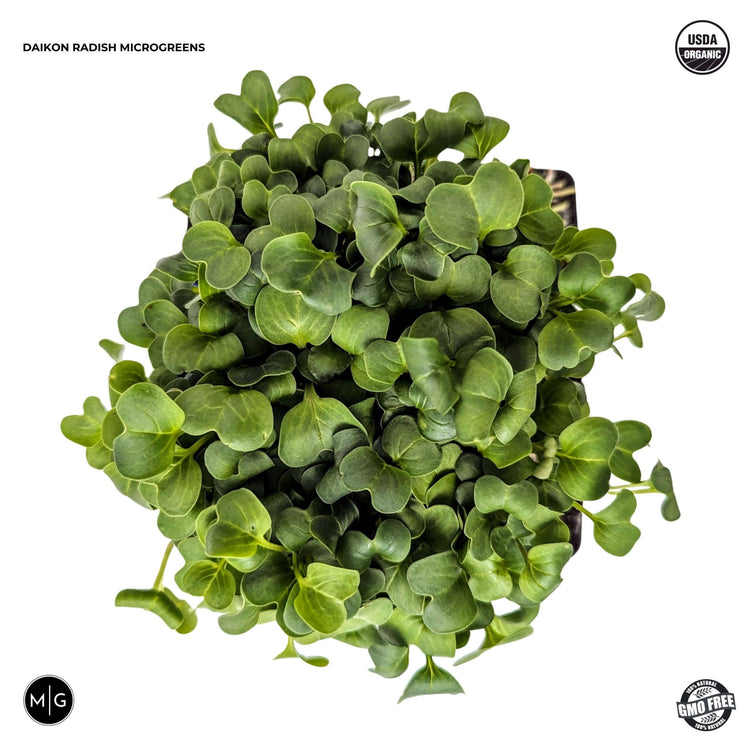 Hand - Grown Greens Microgreen Seed Starter Package - Modern Grower