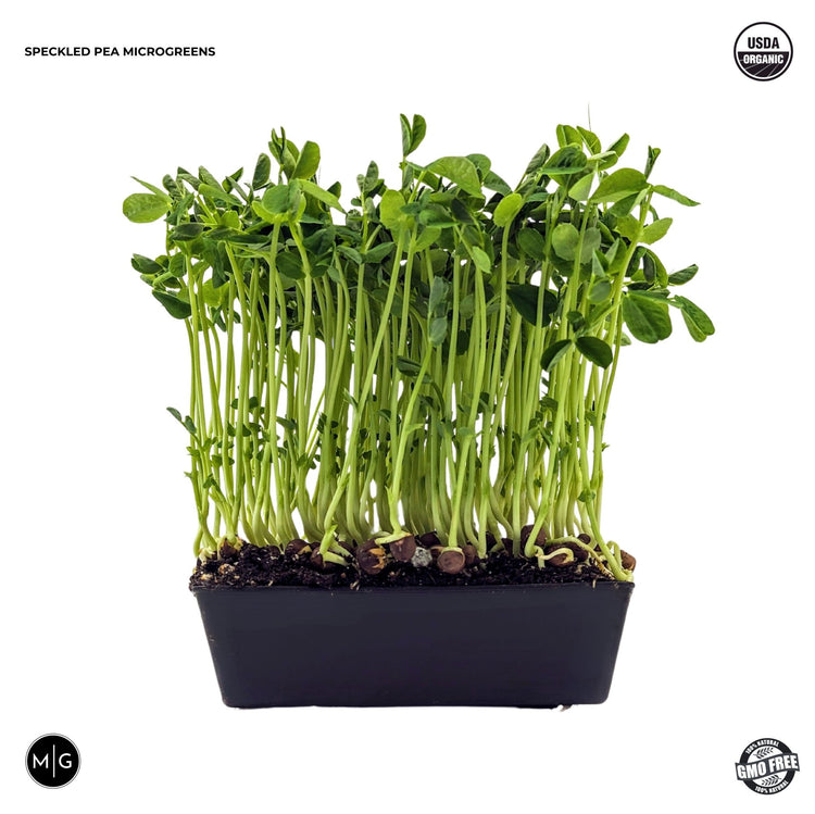 Speckled Pea Microgreen Seed - Modern Grower
