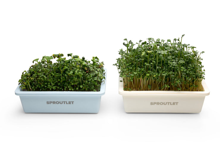 Sproutlet Indoor Microgreen Grow Kit: 3 - Pack - Modern Grower