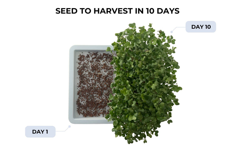 Sproutlet Indoor Microgreen Grow Kit: 3 - Pack - Modern Grower