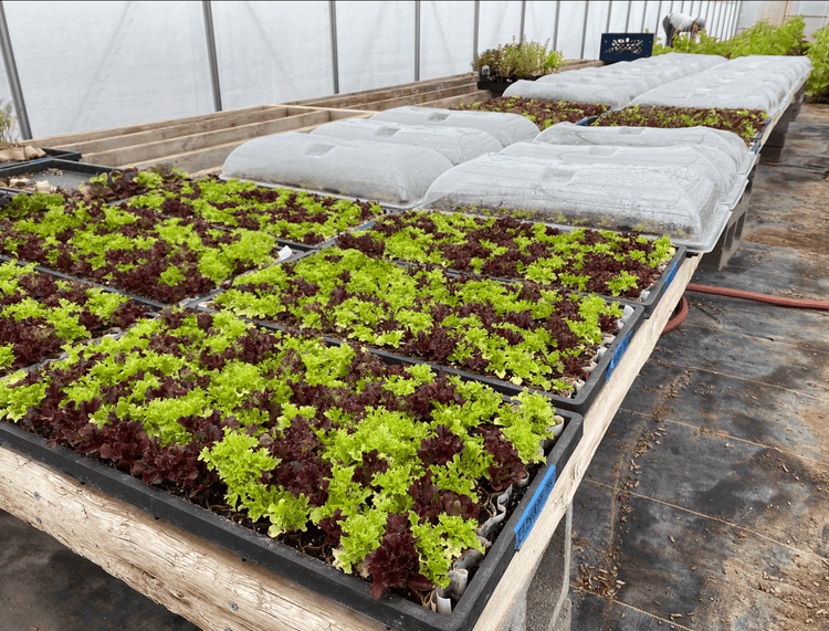 Humidity Domes for Paperpot Trays - Modern Grower