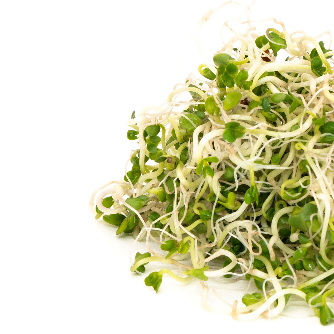 Broccoli Sprouts: A Cancer-Fighting Food that Promotes Longevity - Modern Grower