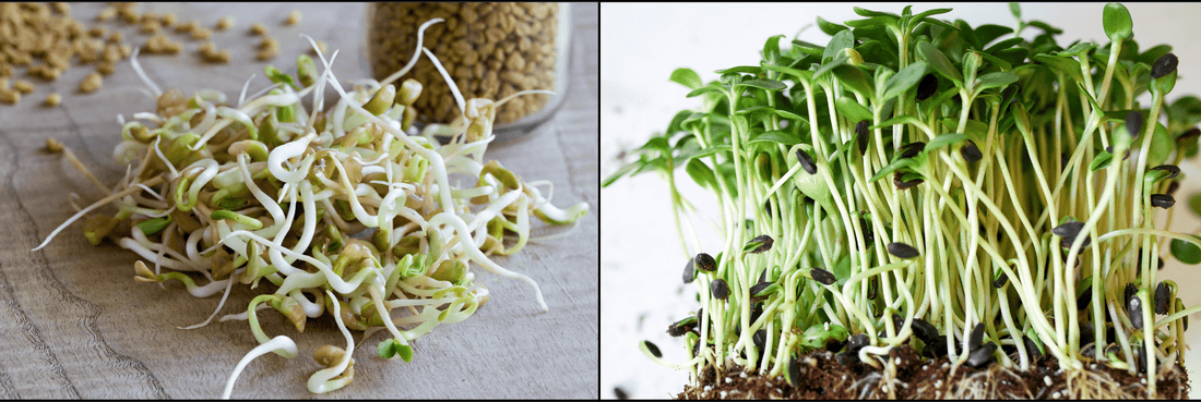 Microgreens Versus Sprouts: All Similarities & Differences - Modern Grower