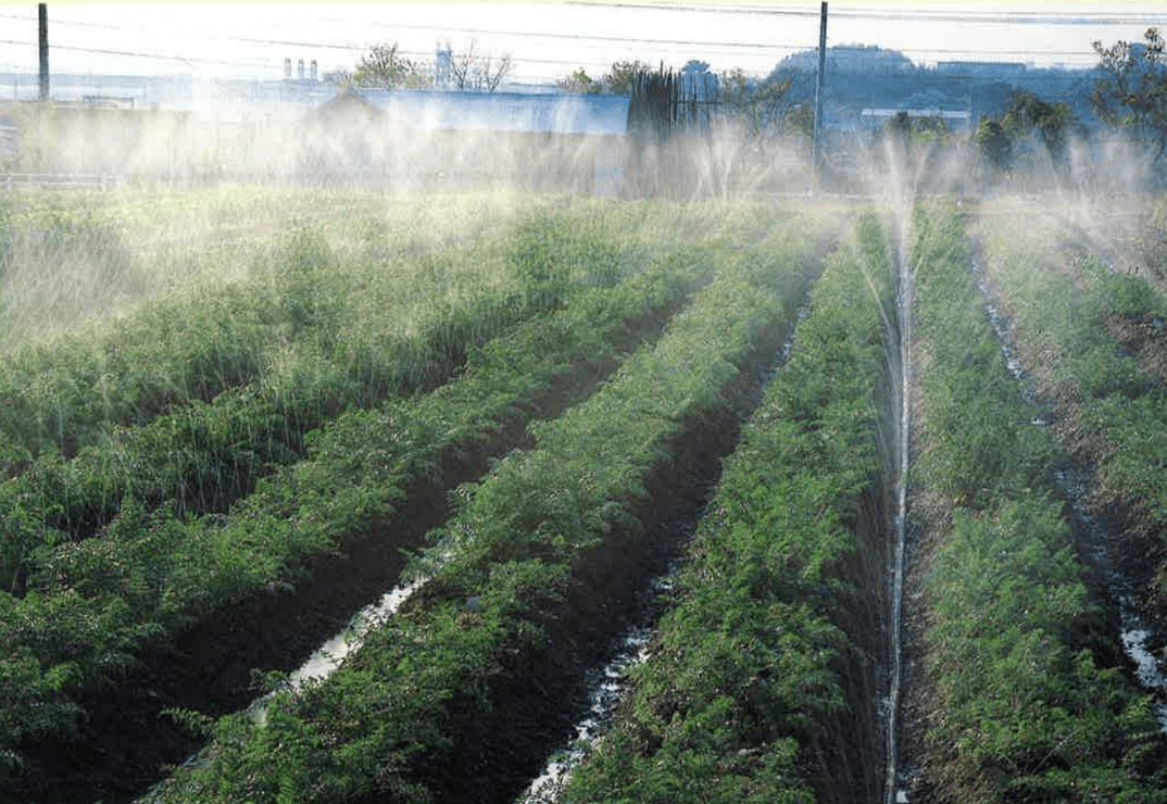 Sumi Soaker Irrigation: What It Is and How It Works - Modern Grower
