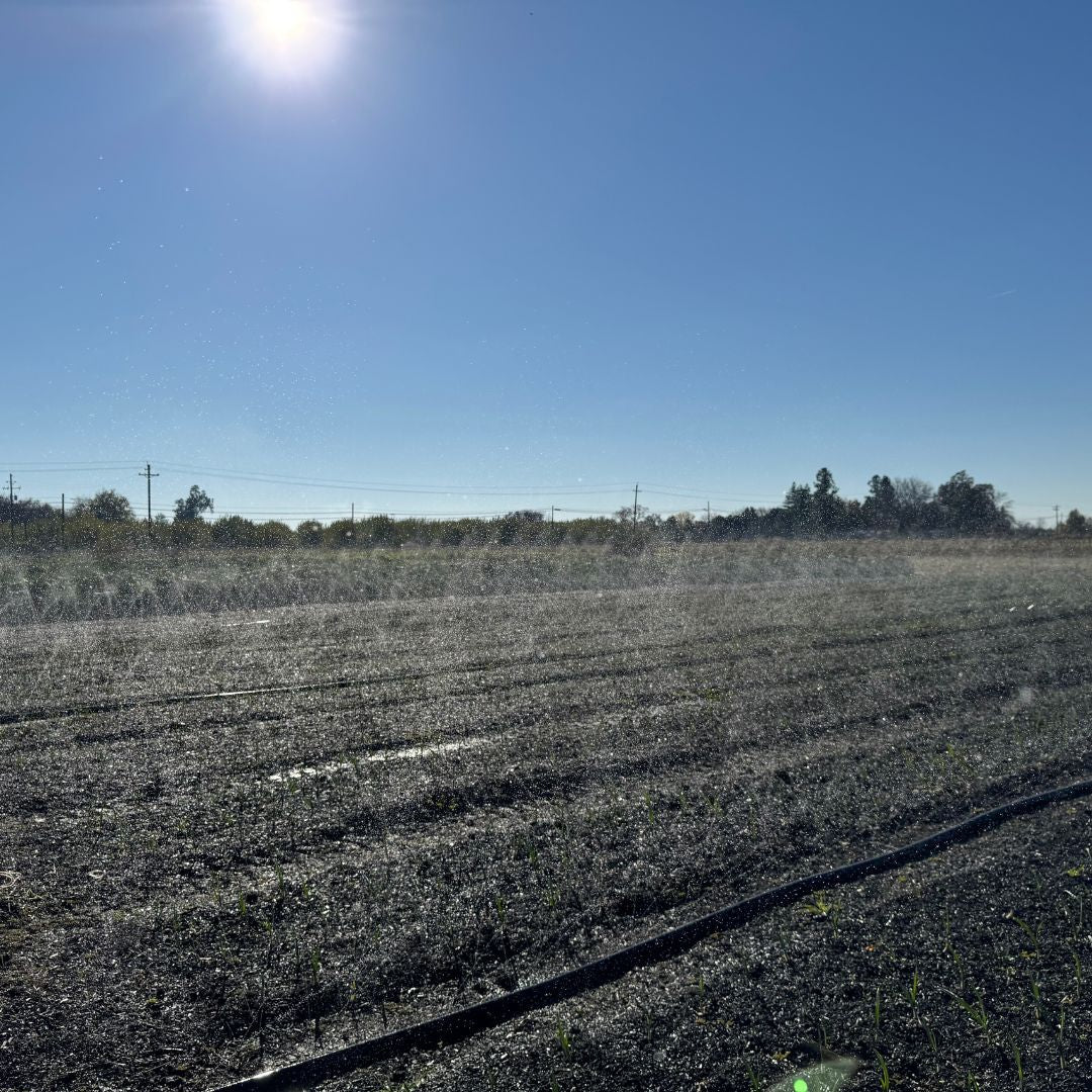 Sumi Soaker Mark II Water Pressure & Flow Guide - Modern Grower