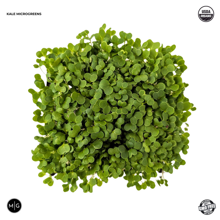 microgreen kale