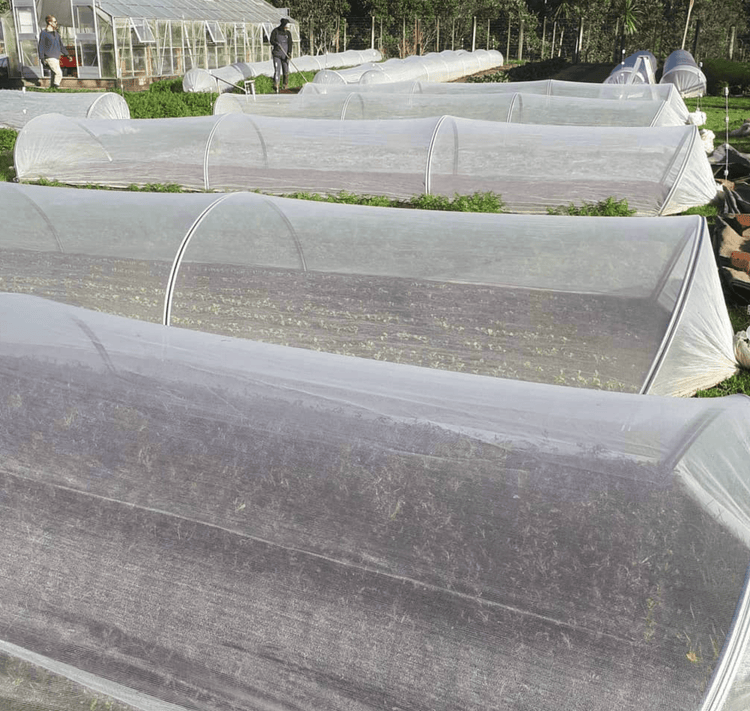 InsectaNet: Insect Protection Netting for Field Crops