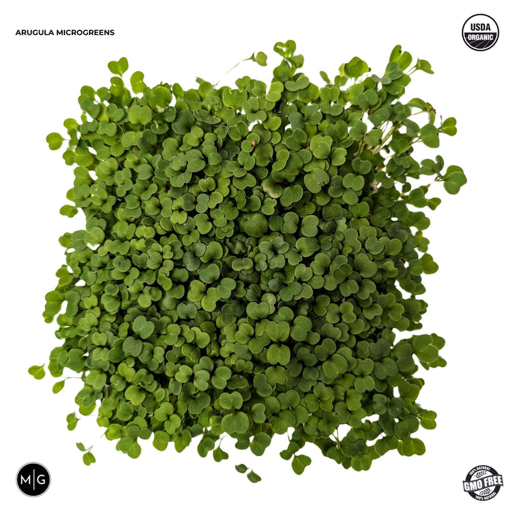 Arugula Microgreen Seed - Modern Grower