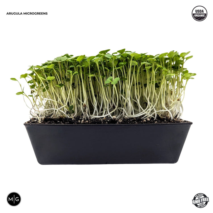 Arugula Microgreen Seed - Modern Grower
