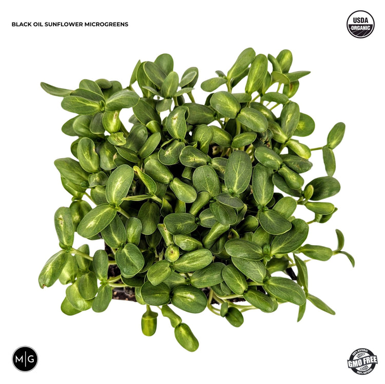 Black Oil Sunflower Microgreen Seed - Modern Grower