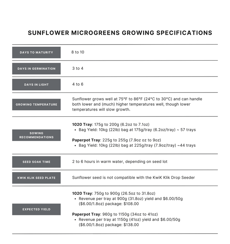 Black Oil Sunflower Microgreen Seed - Modern Grower