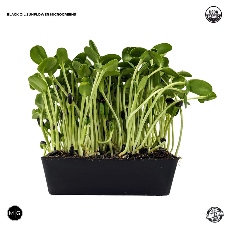Black Oil Sunflower Microgreen Seed - Modern Grower