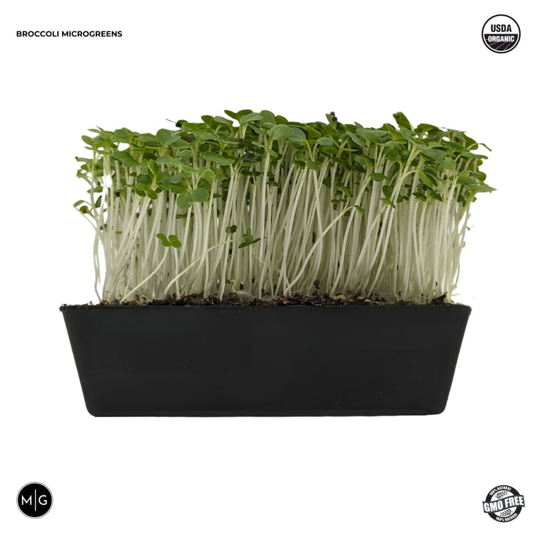 Broccoli Microgreen Seed - Modern Grower