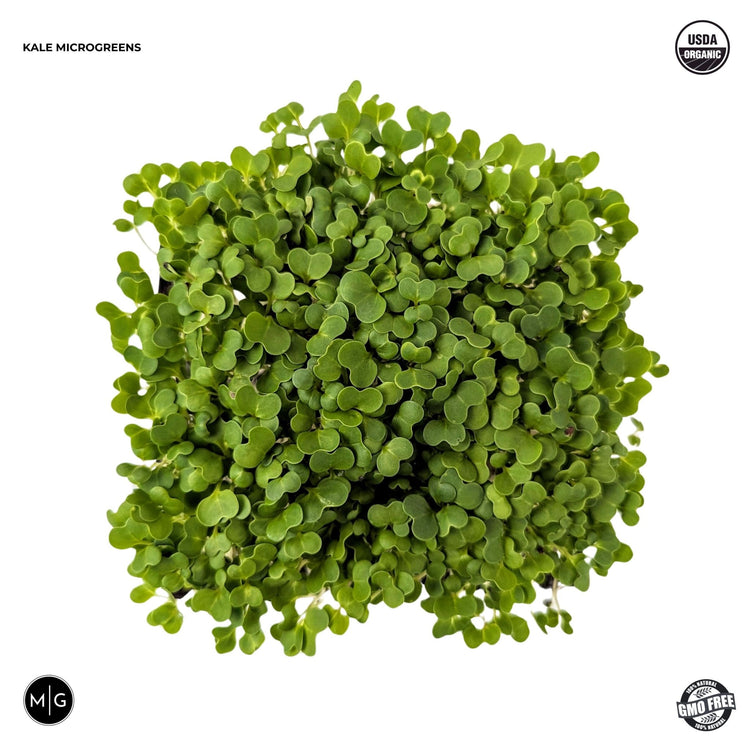 Green Kale Microgreen Seed - Modern Grower