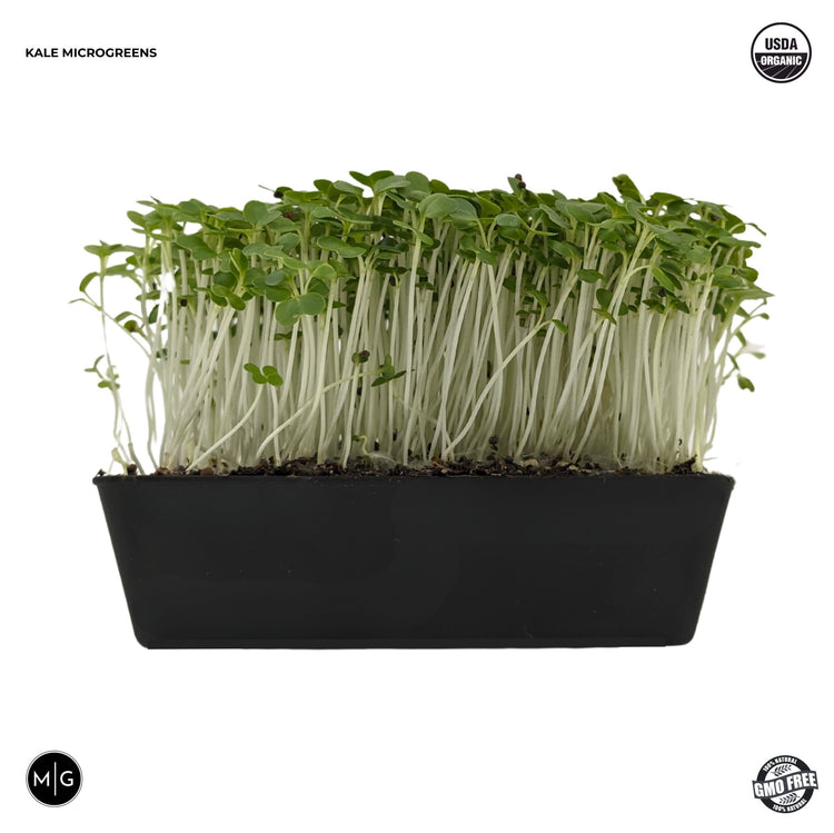 Green Kale Microgreen Seed - Modern Grower