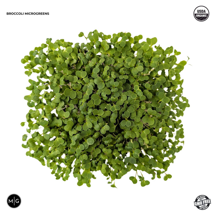 Hand - Grown Greens Microgreen Seed Starter Package - Modern Grower