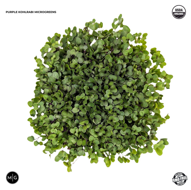 Purple Kohlrabi Microgreen Seed - Modern Grower