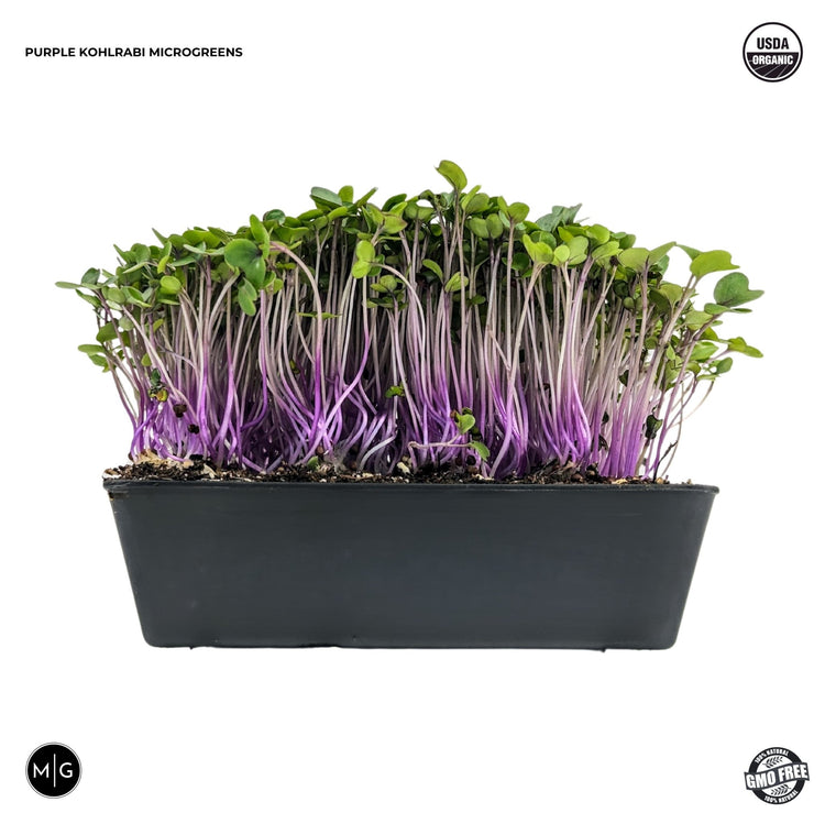 Purple Kohlrabi Microgreen Seed - Modern Grower