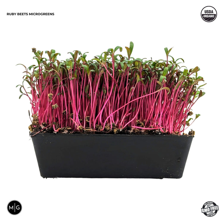 Ruby Beets Microgreen Seed - Modern Grower