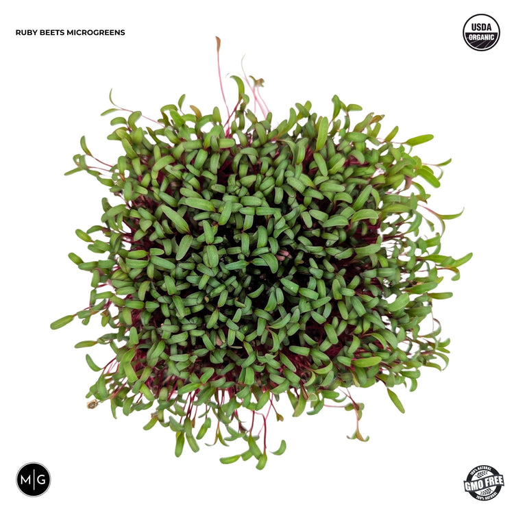 Ruby Beets Microgreen Seed - Modern Grower