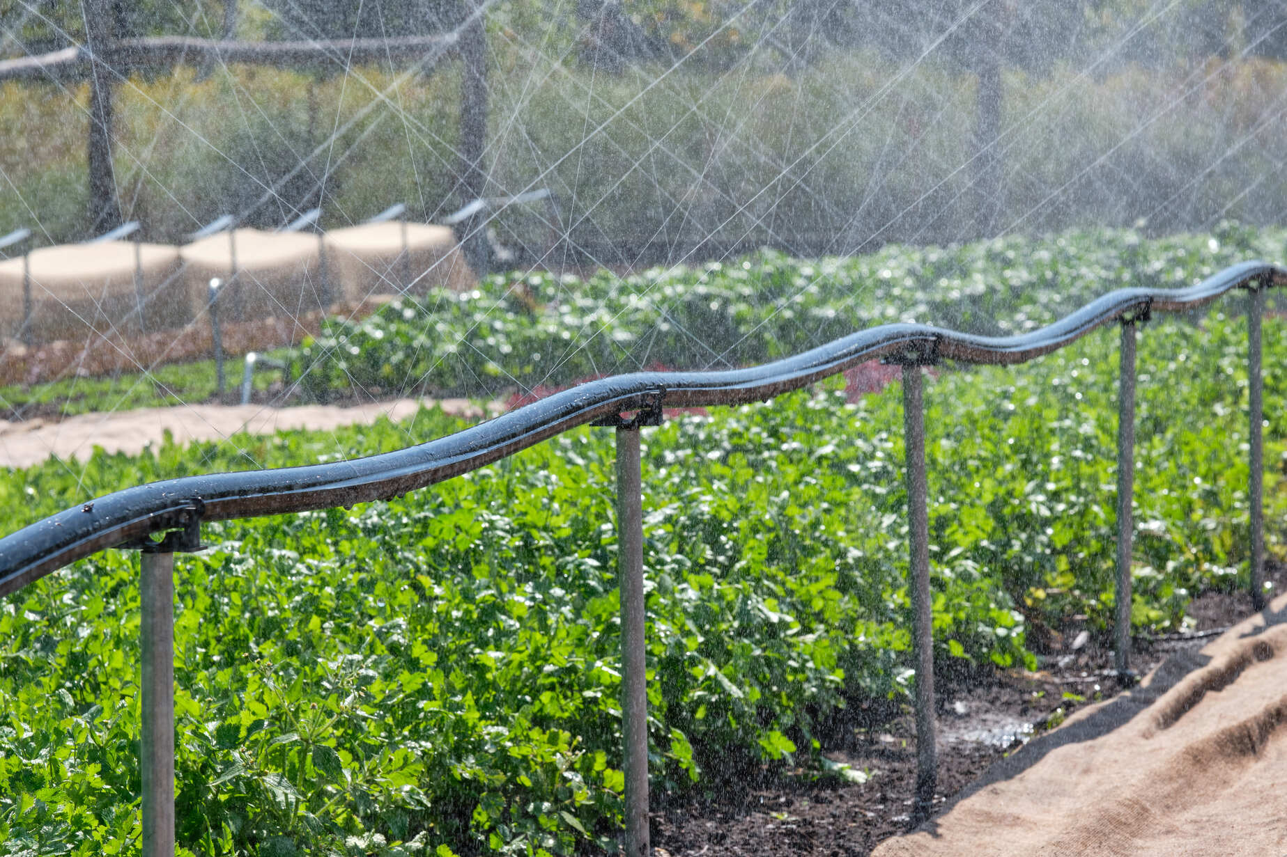 Sumi Soaker Riser Clamp - Modern Grower