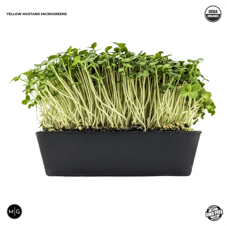 Yellow Mustard Microgreen Seed - Modern Grower