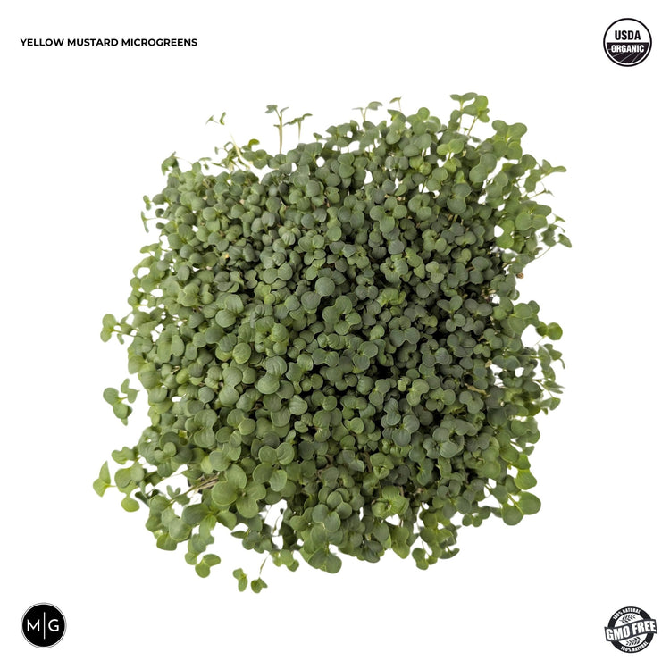 Yellow Mustard Microgreen Seed - Modern Grower